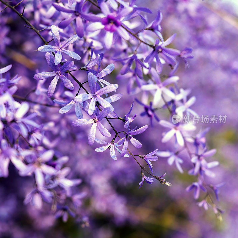 紫皇后花环(Petrea volubilis)开花藤蔓